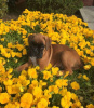 Recon x Fiji Puppy